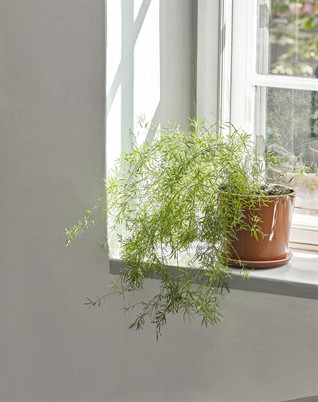 Botanical Family Blumentopf M - Caramel